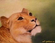 Lioness Oil, canvas on cardboard