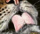 buy "Macro oil, canvas"