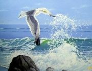 Seagull canvas, oil