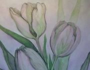 Watercolor tulips, paper