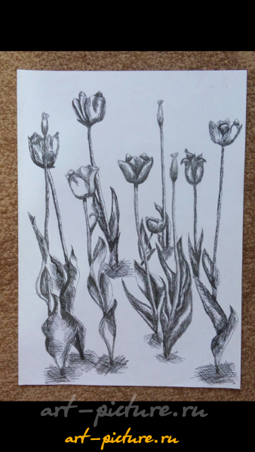 "Молодые тюльпаны" черная ручка, лист для черчения